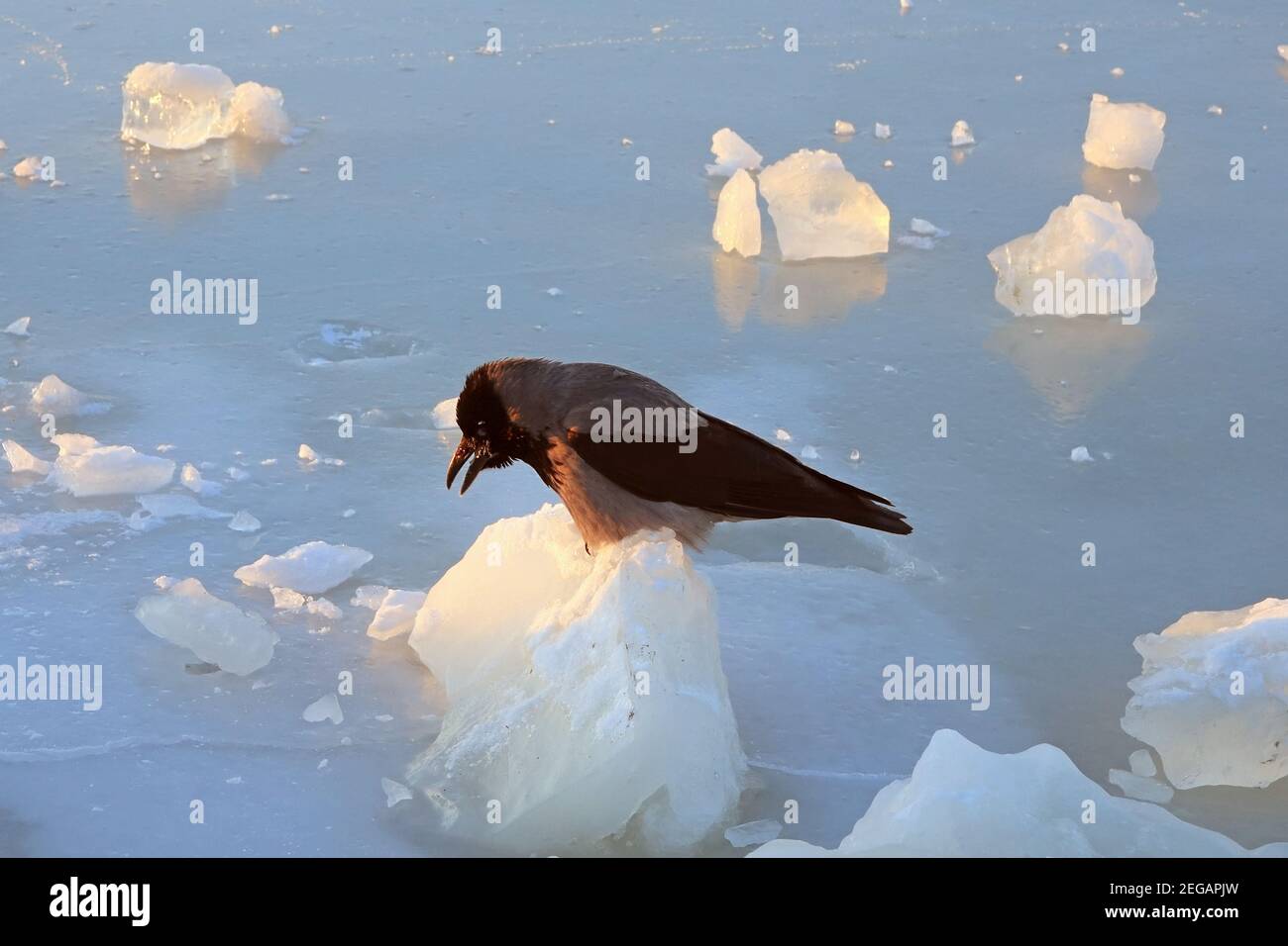Krähe mit Kapuze, Corvus cornix, die an einem kalten Wintermorgen ein Stück Eis auf dem gefrorenen Meer pickt. Stockfoto