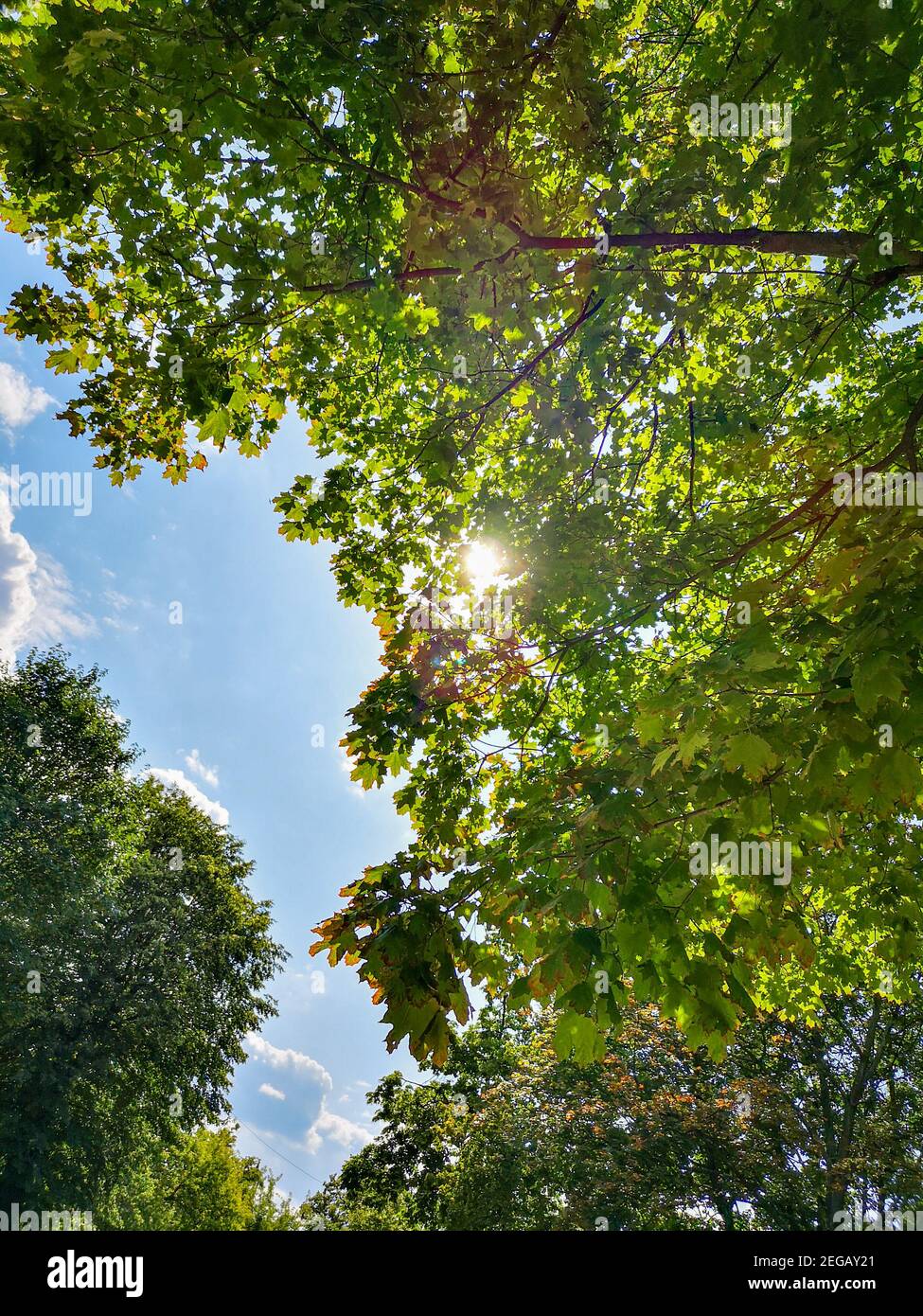 Blick nach oben auf Bäume Kronen mit Sonne scheint von hinten Und blauer Himmel Stockfoto