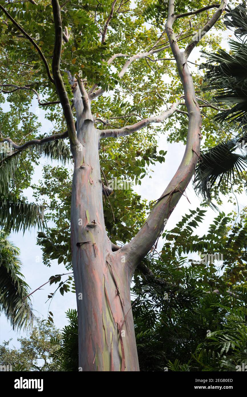 Regenbogen eukalyptus eukalyptus deglupta Fotos und Bildmaterial in