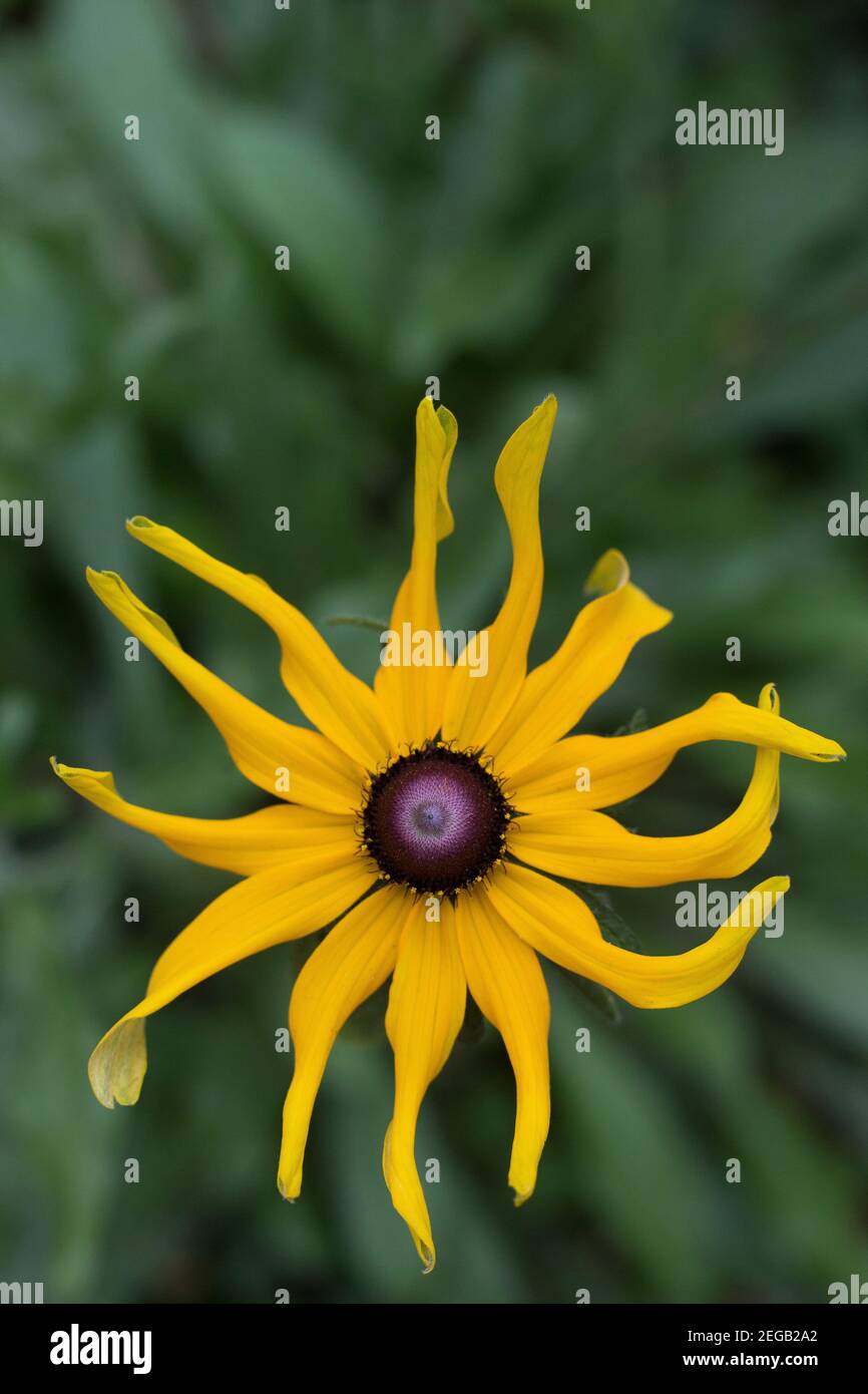 Gelbe Blume mit Mitte, die wie ein Auge aussieht Stockfotografie - Alamy