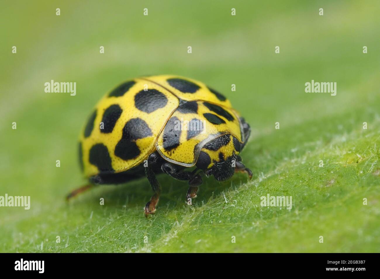 22-spot Ladybird (Psyllobora 22-punctata) Kriechen auf Pflanze Blatt. Tipperary, Irland Stockfoto