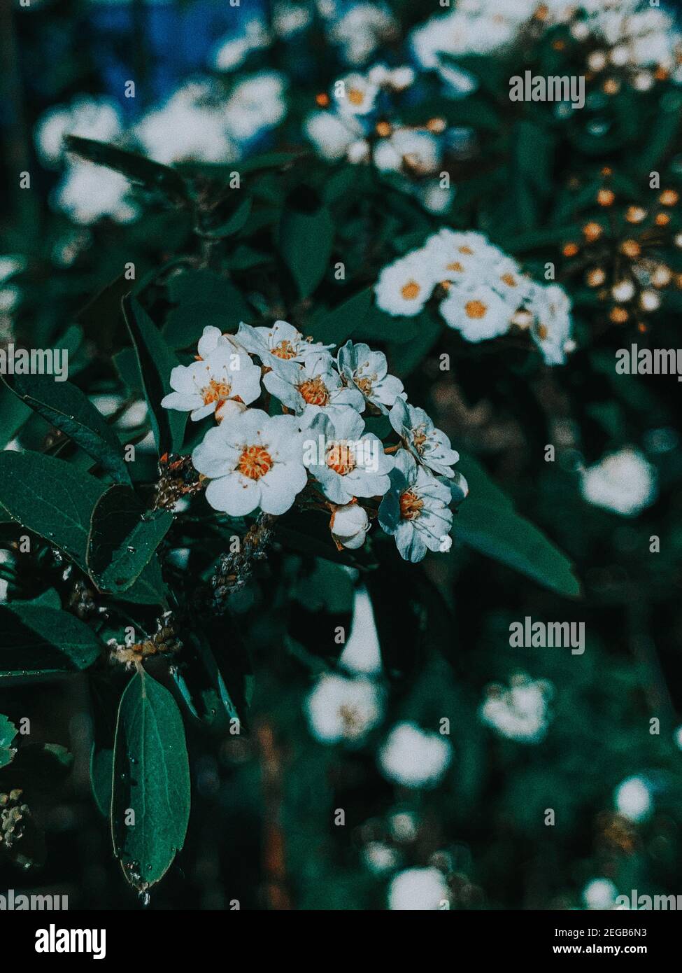 Vertikale Nahaufnahme der schönen Vanhoutte Spirea Blumen Stockfoto