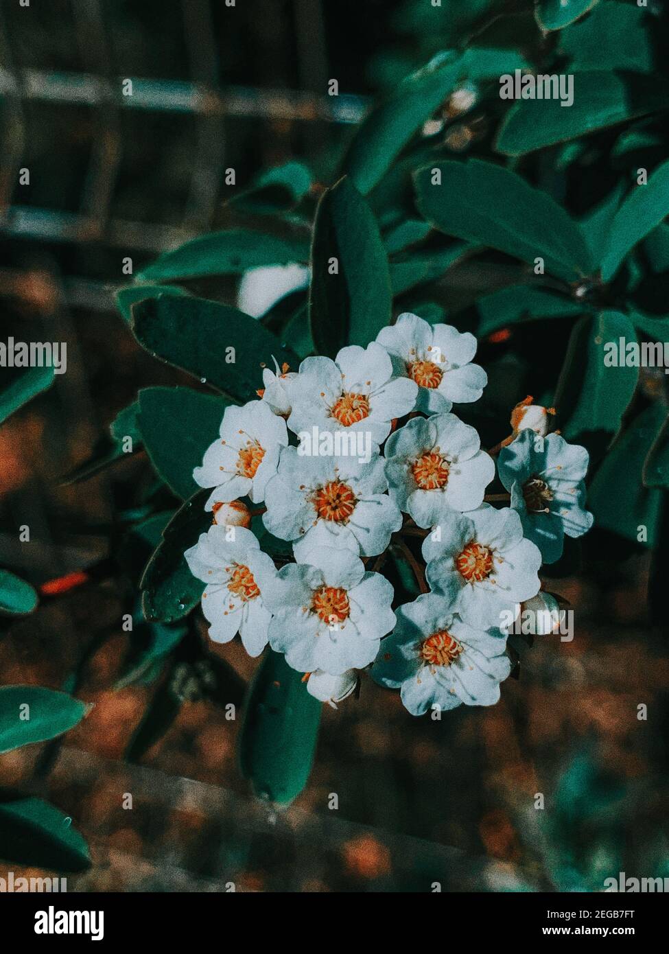 Vertikale Nahaufnahme der schönen Vanhoutte Spirea Blumen Stockfoto
