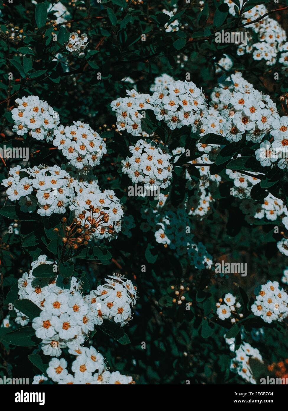 Vertikale Nahaufnahme der schönen Vanhoutte Spirea Blumen Stockfoto
