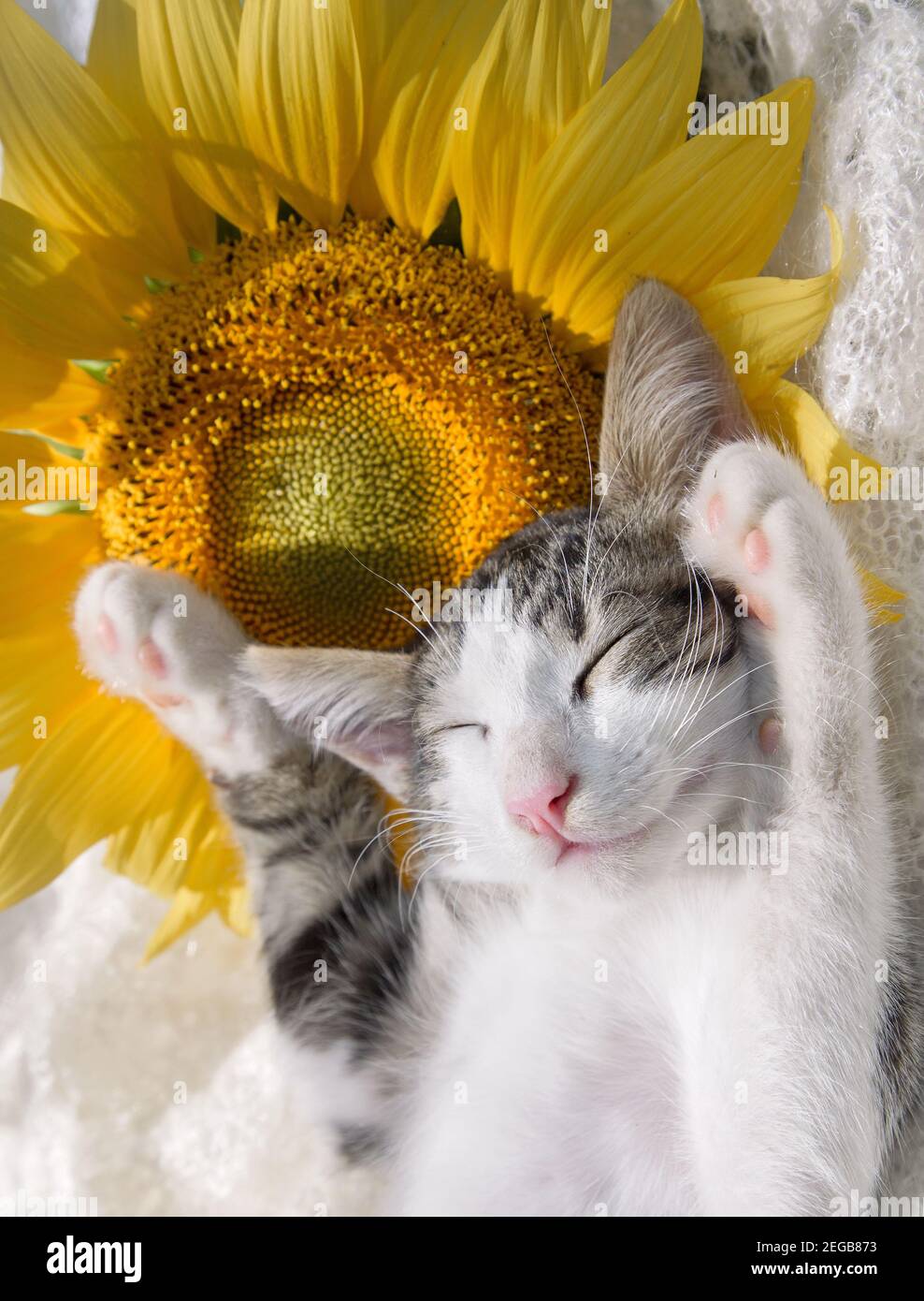 Niedliches grau-weißes Kätzchen mit erhobenen Pfoten schläft süß auf einer großen gelben Sonnenblumenblume. Gemütliches Leben von Haustieren, Zärtlichkeit, Träume Stockfoto