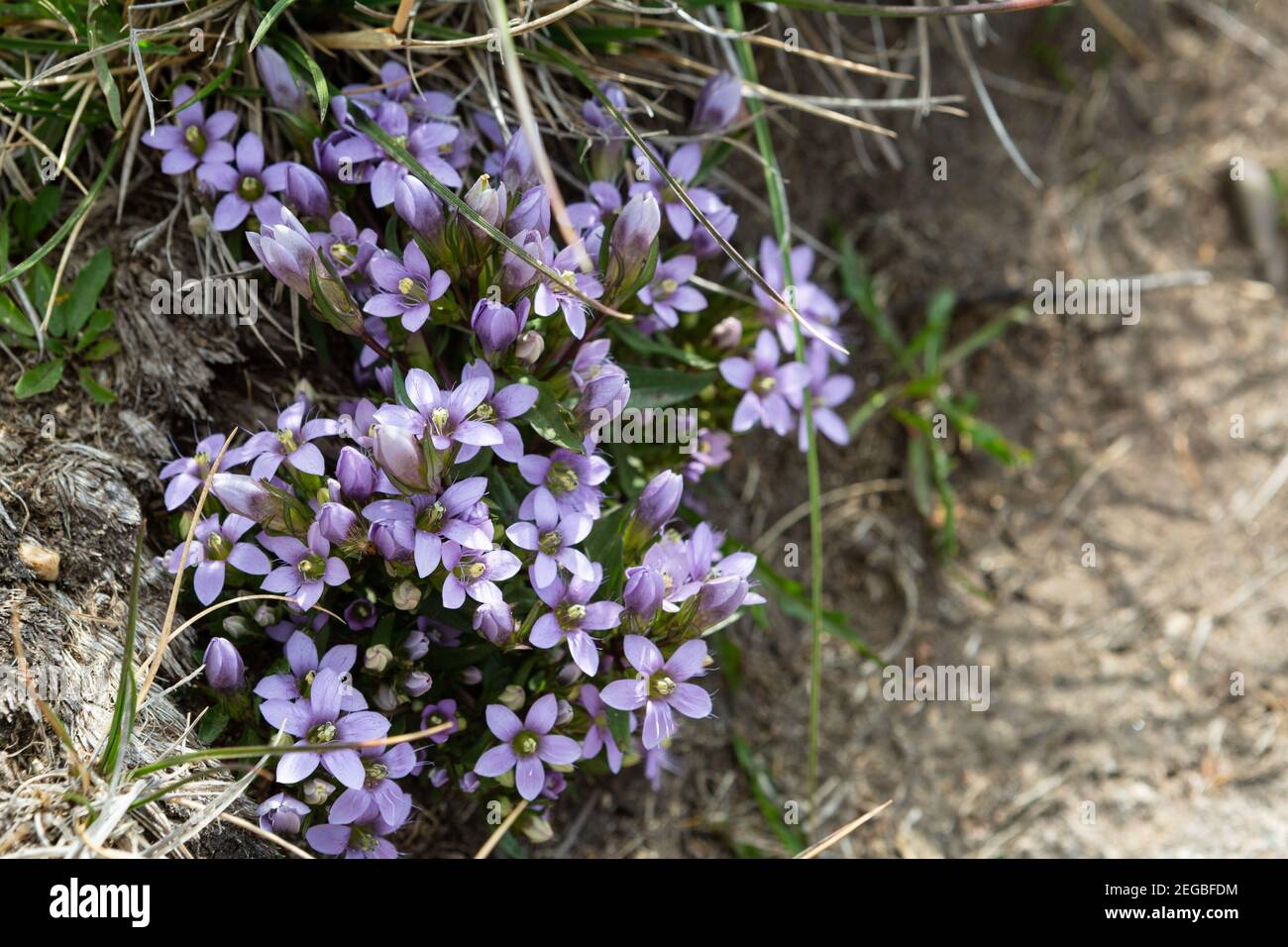 Lila Wildblumen wachsen auf dem Vitosha Berg, Sofia, Bulgarien Stockfoto