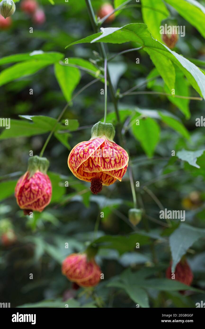 Abutilon pictum - rote Vene chinesische Laterne. Stockfoto