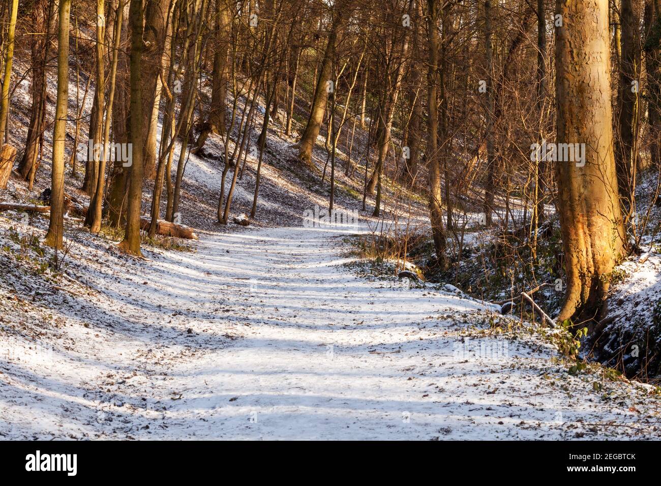 Eine breite, von Bäumen gesäumte, geschwungene und schneebedeckte Strecke durch Wälder im Winter mit Sonne, die durch die Bäume strömt Stockfoto