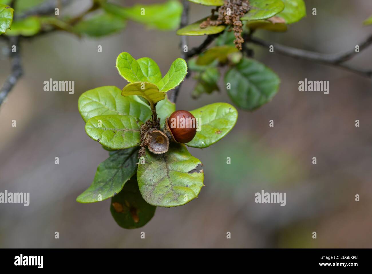 Eichen-Pflanze im Frühjahr Stockfoto