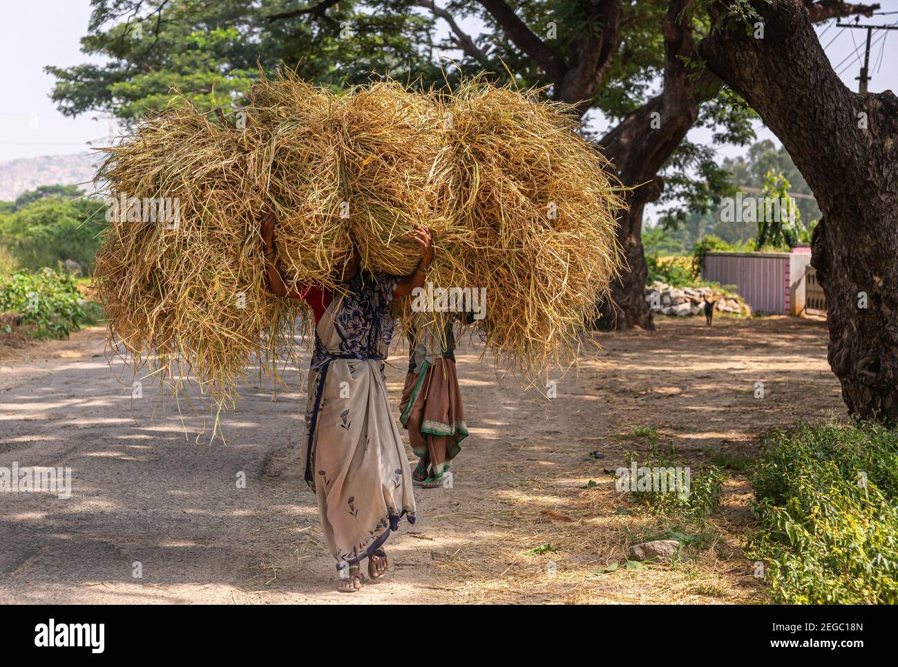 Hunumanahalli, Karnataka, Indien - 9. November 2013: 2 Frauen tragen jeweils einen Haufen Reisstroh auf ihren Köpfen, der etwa 4-mal ihre eigene Körpermasse hat., aul Stockfoto