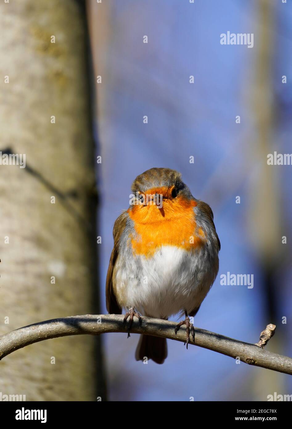 Europäischer Rotkehlchen sitzt auf einem Ast. Europäische Singvögel im Winter. Stockfoto