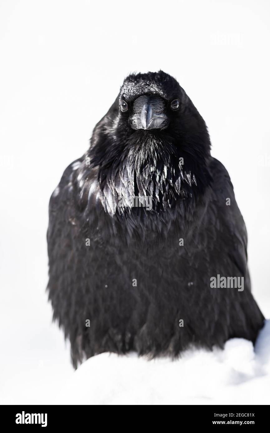 Rabe (corus corax) im Schnee Stockfoto