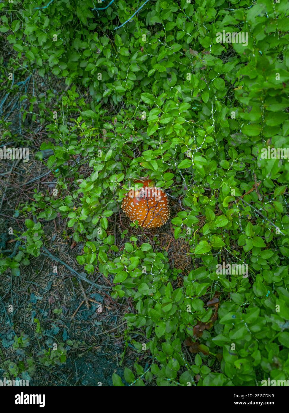 Roter Pilz zwischen kleinen Büschen mit grünen Blättern Stockfoto