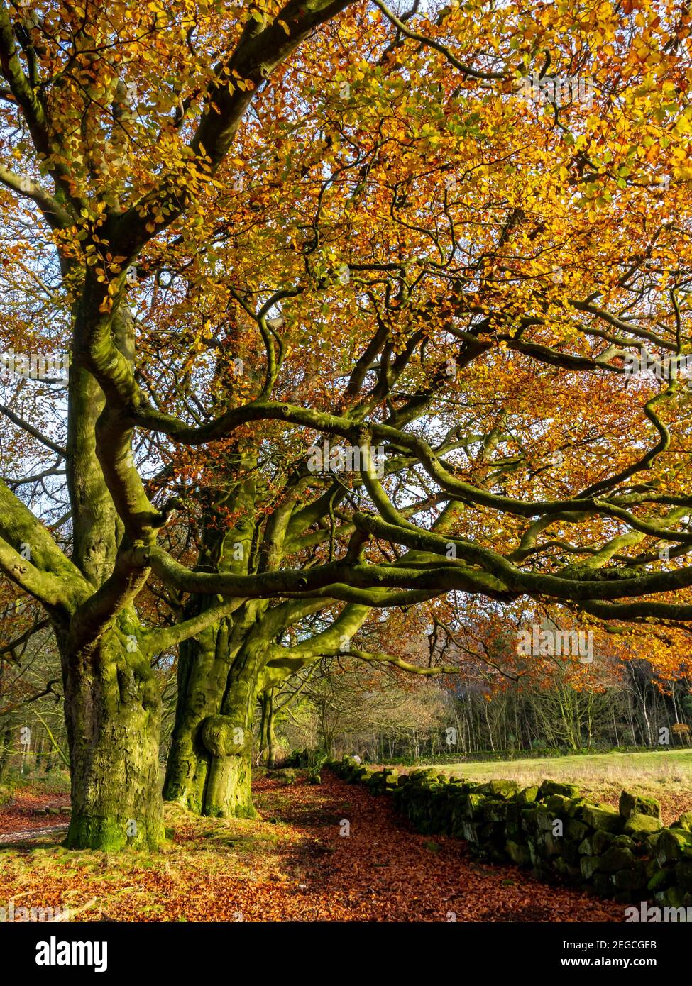 Buche in spektakulärer Herbstfärbung bei Black Rocks Auf dem High Peak Trail Cromford Derbyshire Peak District England VEREINIGTES KÖNIGREICH Stockfoto