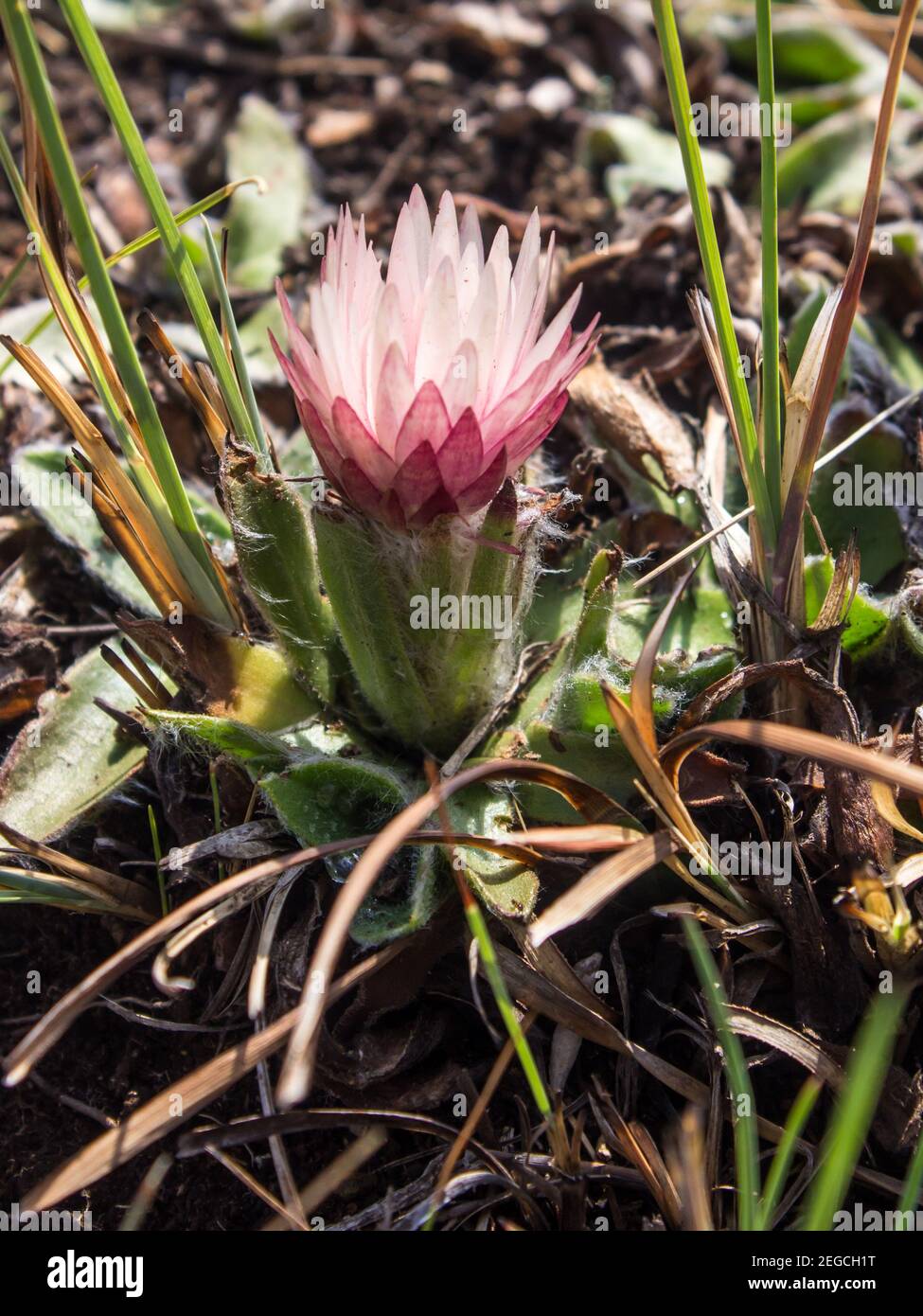 Die zarte Blume eines hellen rosa farbigen ewigen Start In den frühen Morgenstunden in den afroalpinen Wiesen zu öffnen Des Drakensberg Mountai Stockfoto