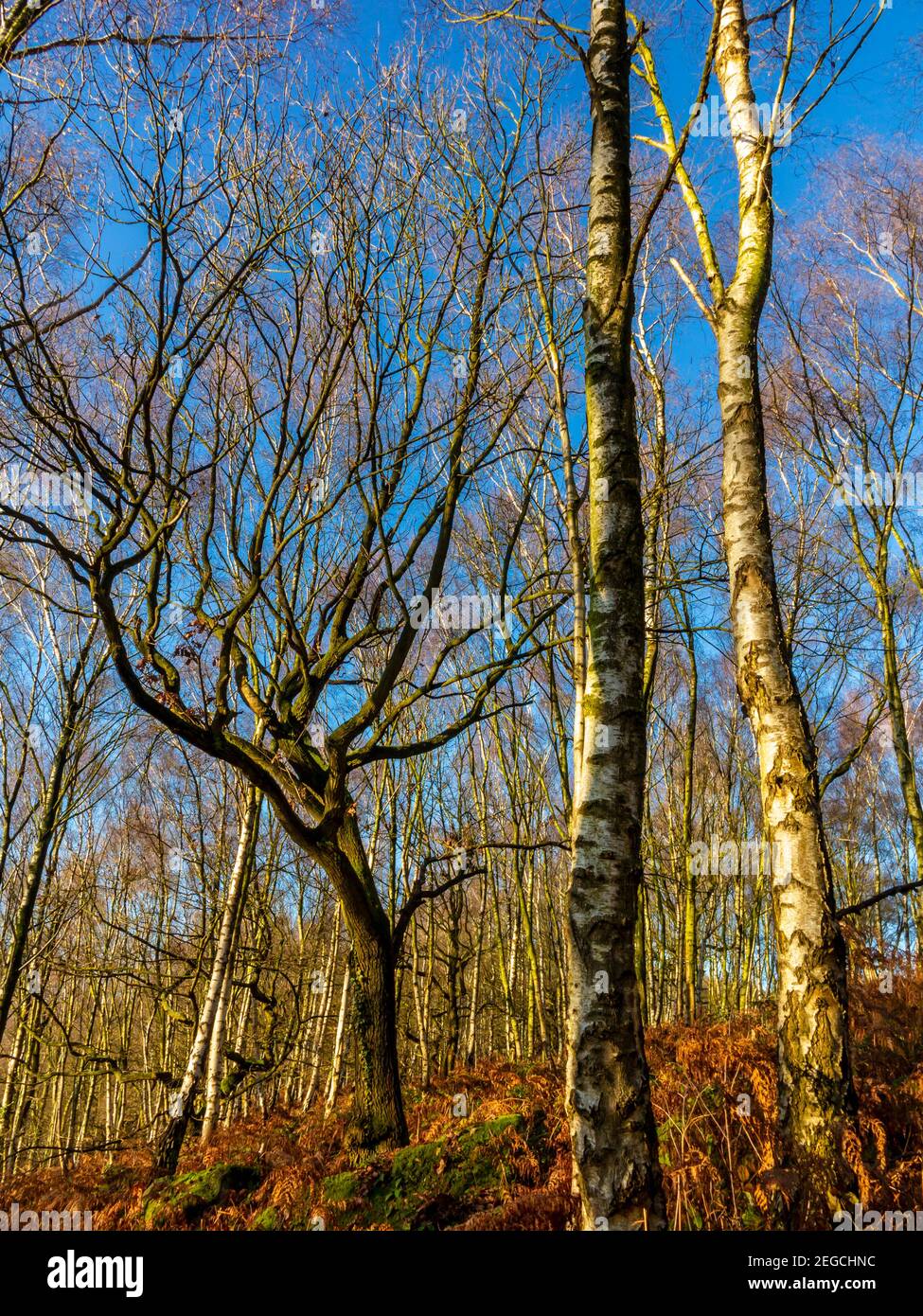 Spätherbstbäume im Wald bei Bow Wood bei Lea Im Derbyshire Peak District England Stockfoto