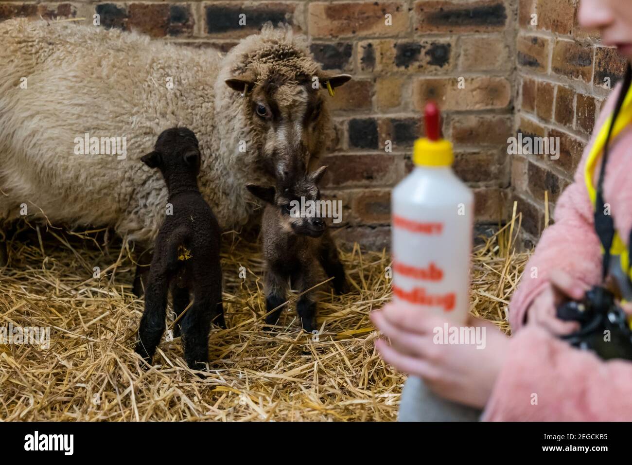 East Lothian, Schottland, Großbritannien, 18th. Februar 2021. Fütterung neugeborener Lämmer: Zoe Shepherd, ein Grundschüler im Alter von 10 Jahren, hilft Flasche Fütterung eines Shetland Schaf Lamm. Sie arbeitet an einem Heim-Schulprojekt an der Aberlady Primary School über Natur, also brachte sie ihre Kamera, um Fotos von den Lämmern zu machen Stockfoto