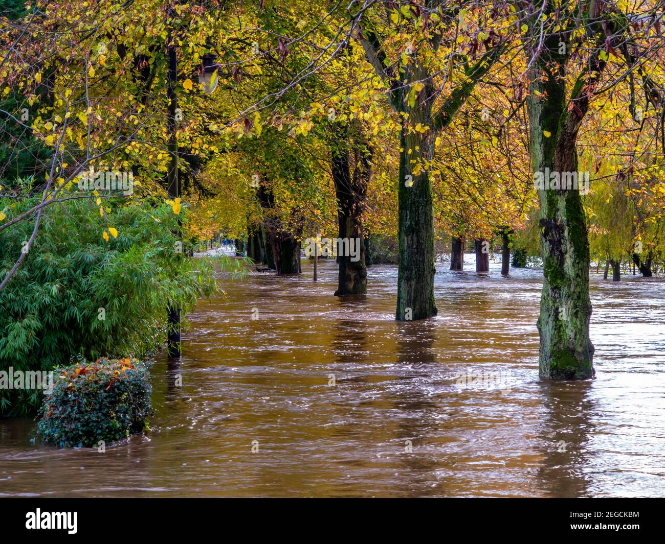 Schwere Überschwemmungen durch den Fluss Derwent platzen seine Ufer verursacht In Hall Leys Park Matlock Derbyshire Peak District England Im November 2019 Stockfoto