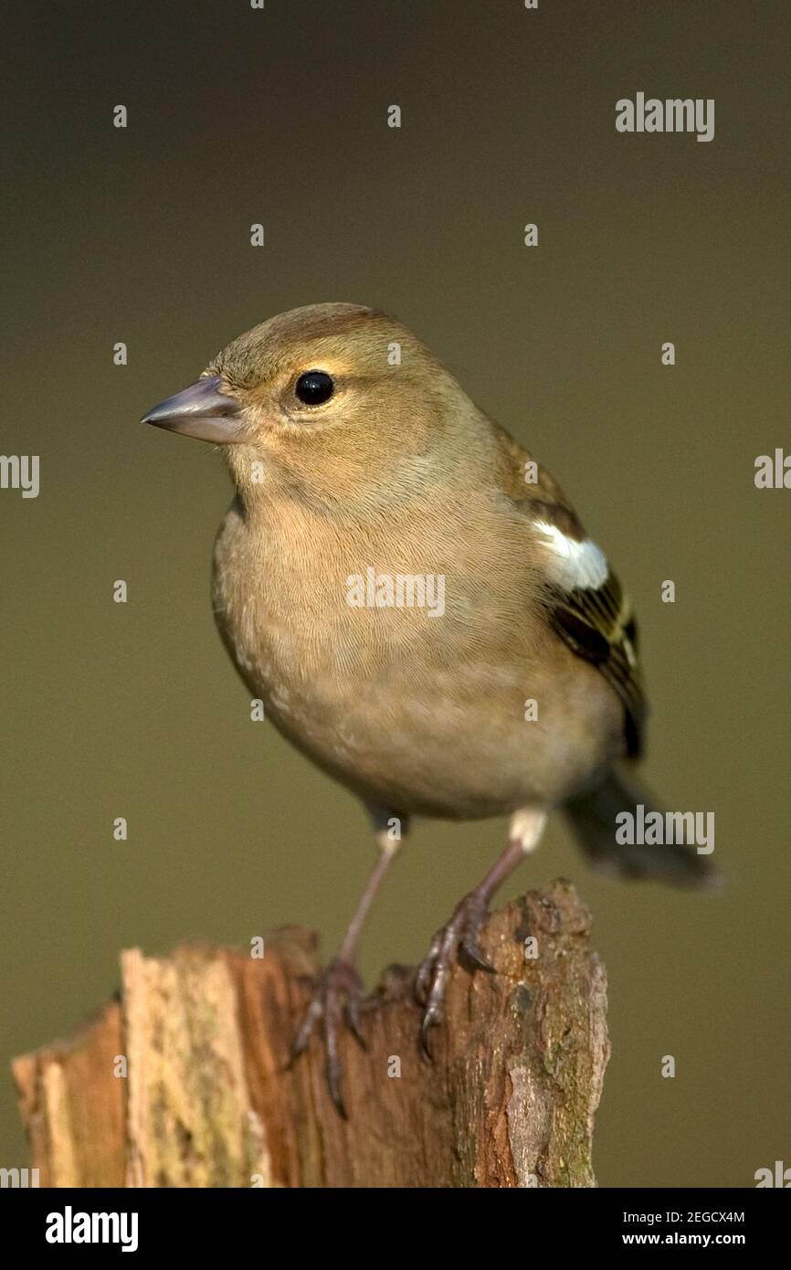 Buchfinken (Fringilla Coelebs) Stockfoto