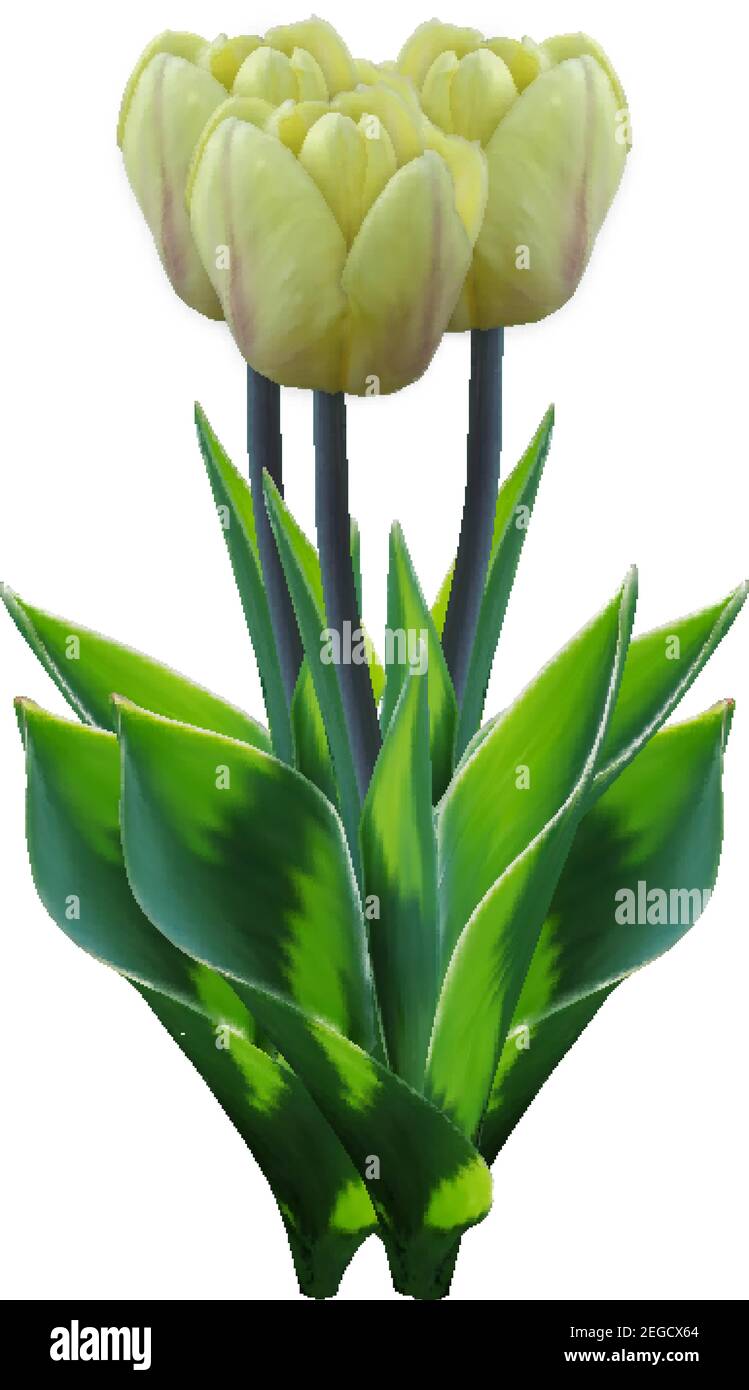 Gelber Tulpenstrauß. Isolierte Vektor Blume Bündel. Frische realistische 3D Blume mit grünem Laub aus den Niederlanden. Geschenk Zum Muttertag. Elegante Co. Mit Blumenmuster Stock Vektor