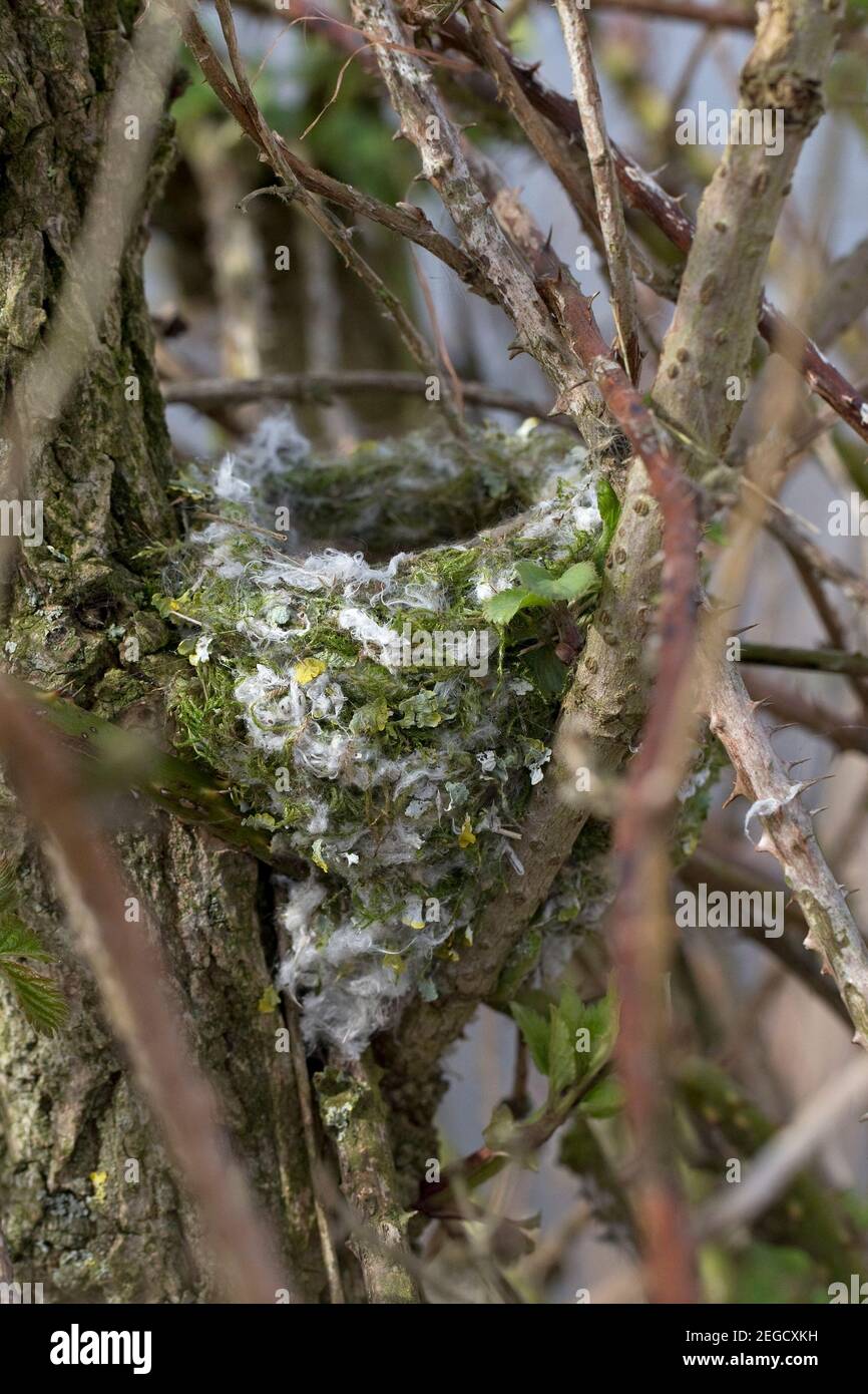 Buchfinken (Fringilla Coelebs) Stockfoto