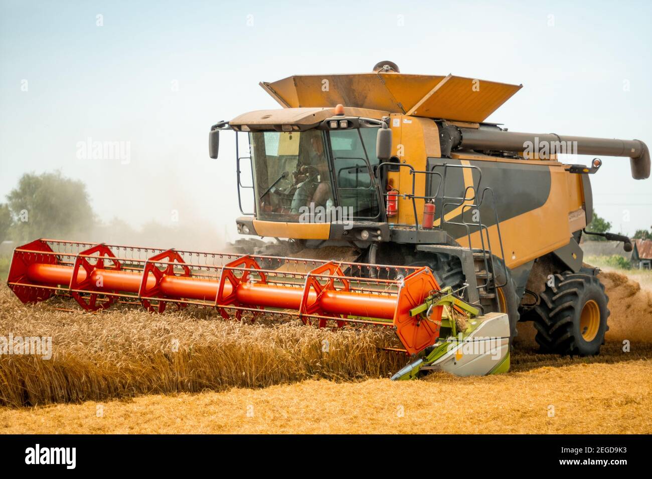 Rotary Stroh Walker schneiden und dreschen reifen Weizenkorn. Man in Mähdreschern mit Getreidevorsatz, breiten Spreuverteiler ernten Getreideohren. Sammeln Stockfoto