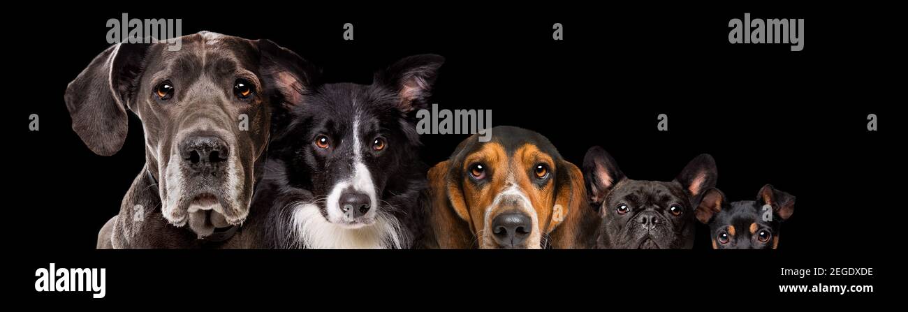 Fünf Hunde unterschiedlicher Größe auf schwarzem Hintergrund isoliert Stockfoto