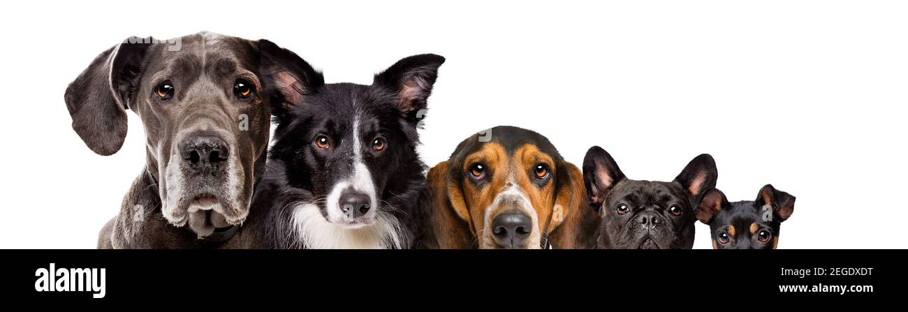 Fünf Hunde unterschiedlicher Größe isoliert auf weißem Hintergrund Stockfoto