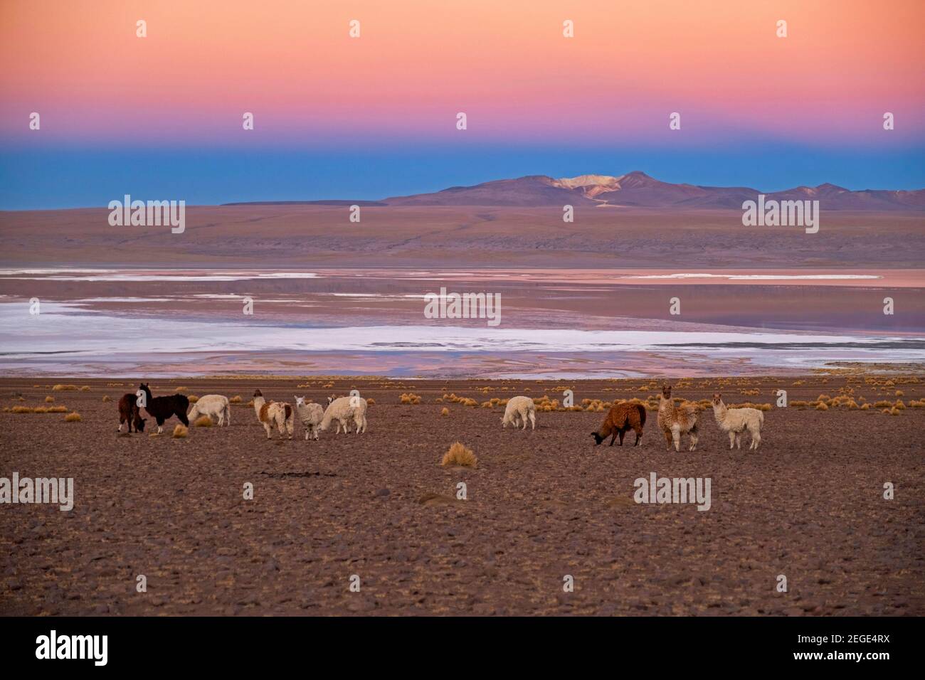 Lamas (Lama glama) am Ufer der Laguna Colorada / Rote Lagune bei Sonnenuntergang, Salzsee im Eduardo Avaroa Andenfauna National Reserve, Bolivien Stockfoto