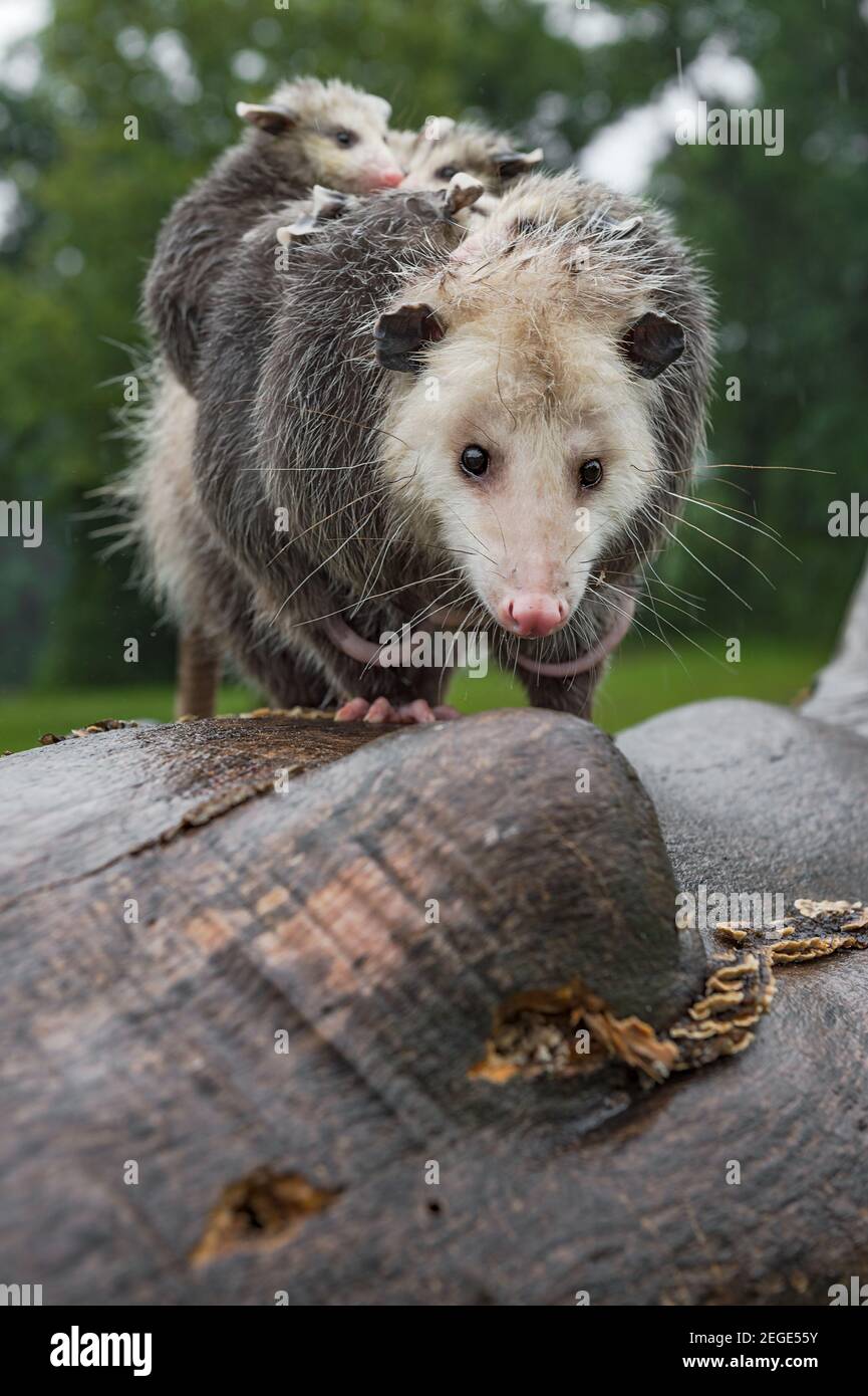 Virginia opossum (Didelphis virginiana) Starrt aus oben Log in Rain Copy Space Summer - Tiere in Gefangenschaft Stockfoto