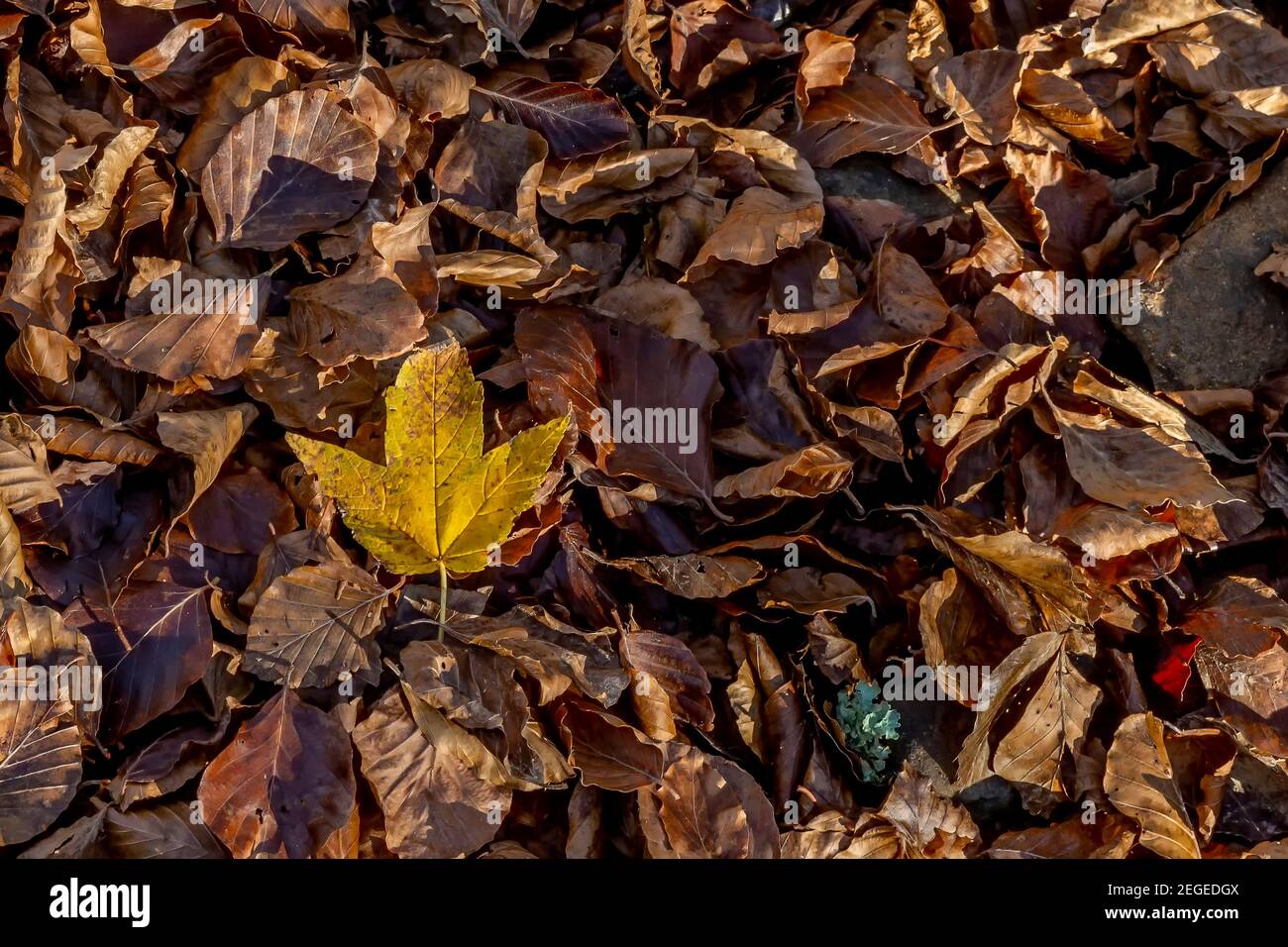 Ein gelbes Blatt ruht auf einem Bett aus trockenem Braun Blätter Stockfoto