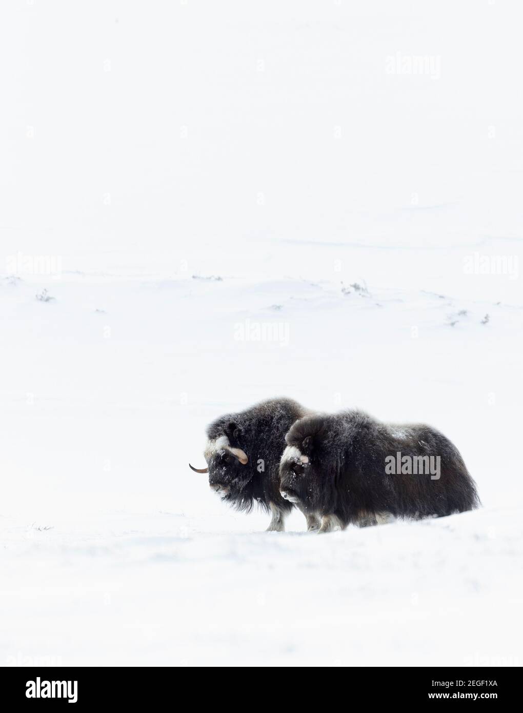 Zwei moschusochsenmännchen stehen im Schnee in den Dovrefjell Bergen, Norwegen. Stockfoto