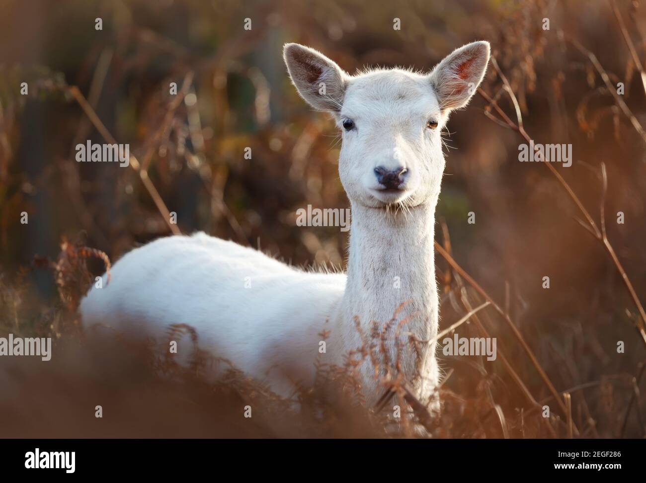 Nahaufnahme eines weißen Damhirsches (Dama dama), der im Herbst im hohen Gras steht. Stockfoto