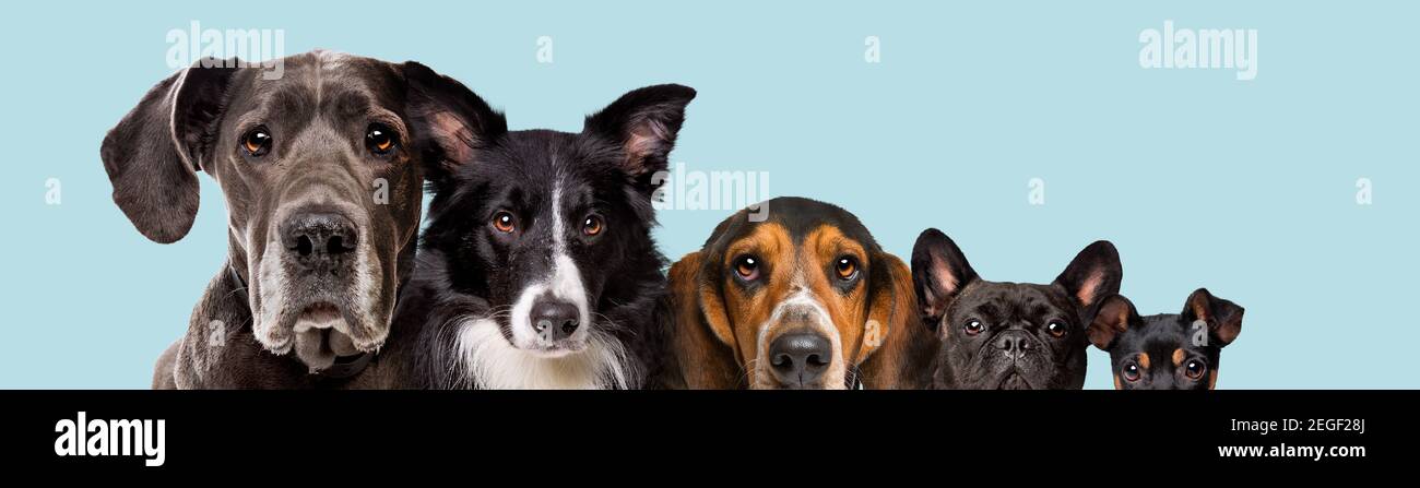 Fünf Hunde unterschiedlicher Größe auf hellblauem Pastell isoliert Hintergrund Stockfoto