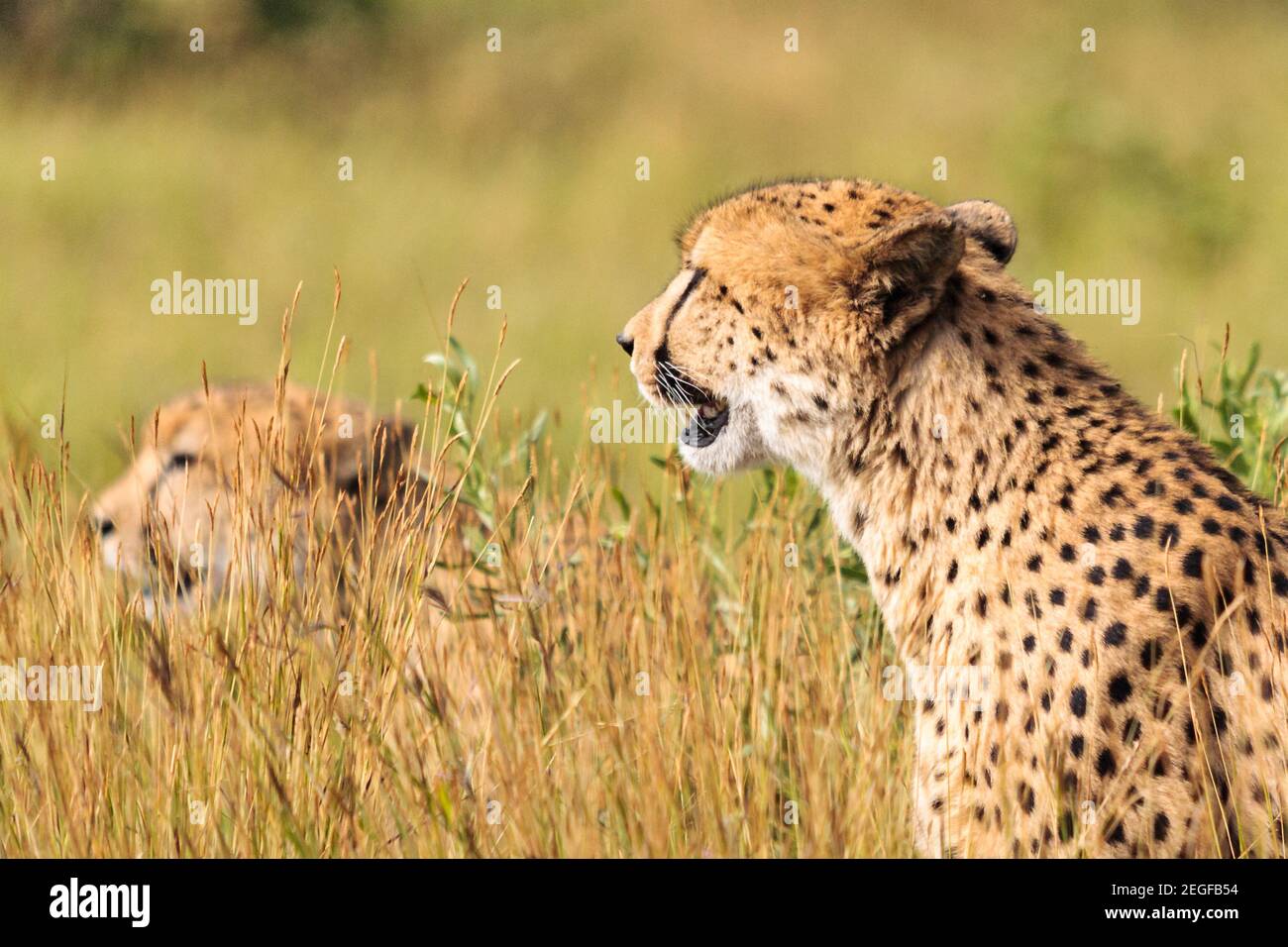 Cheetah, Acinonyx jubatus, Brüder auf der Suche nach, Letaba District, Kruger National Park, Südafrika Stockfoto