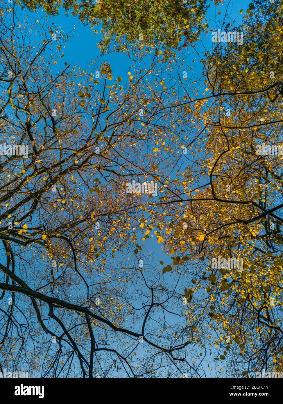 Blick nach oben auf Bäume Kronen und blau wolkigen Himmel Stockfoto