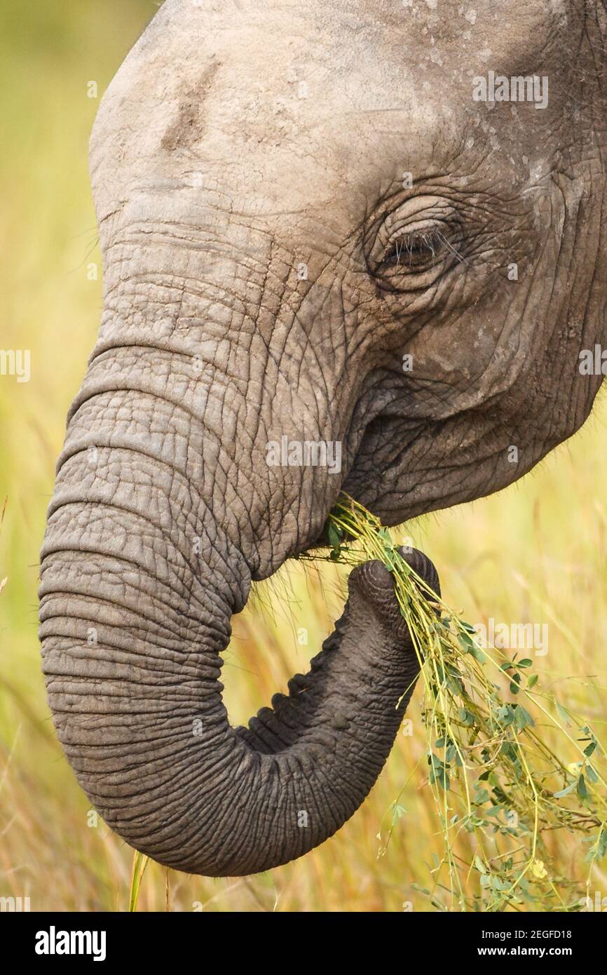 African Elephant, Loxodonta africana, juvenile, Browsing auf Silver Tephrosia, Tephrosia purpurea, Letaba District, Kruger National Park, Südafrika Stockfoto