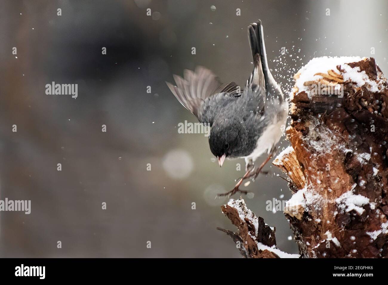 Dunkeläugiger junco während des Winterschneesturms Stockfoto