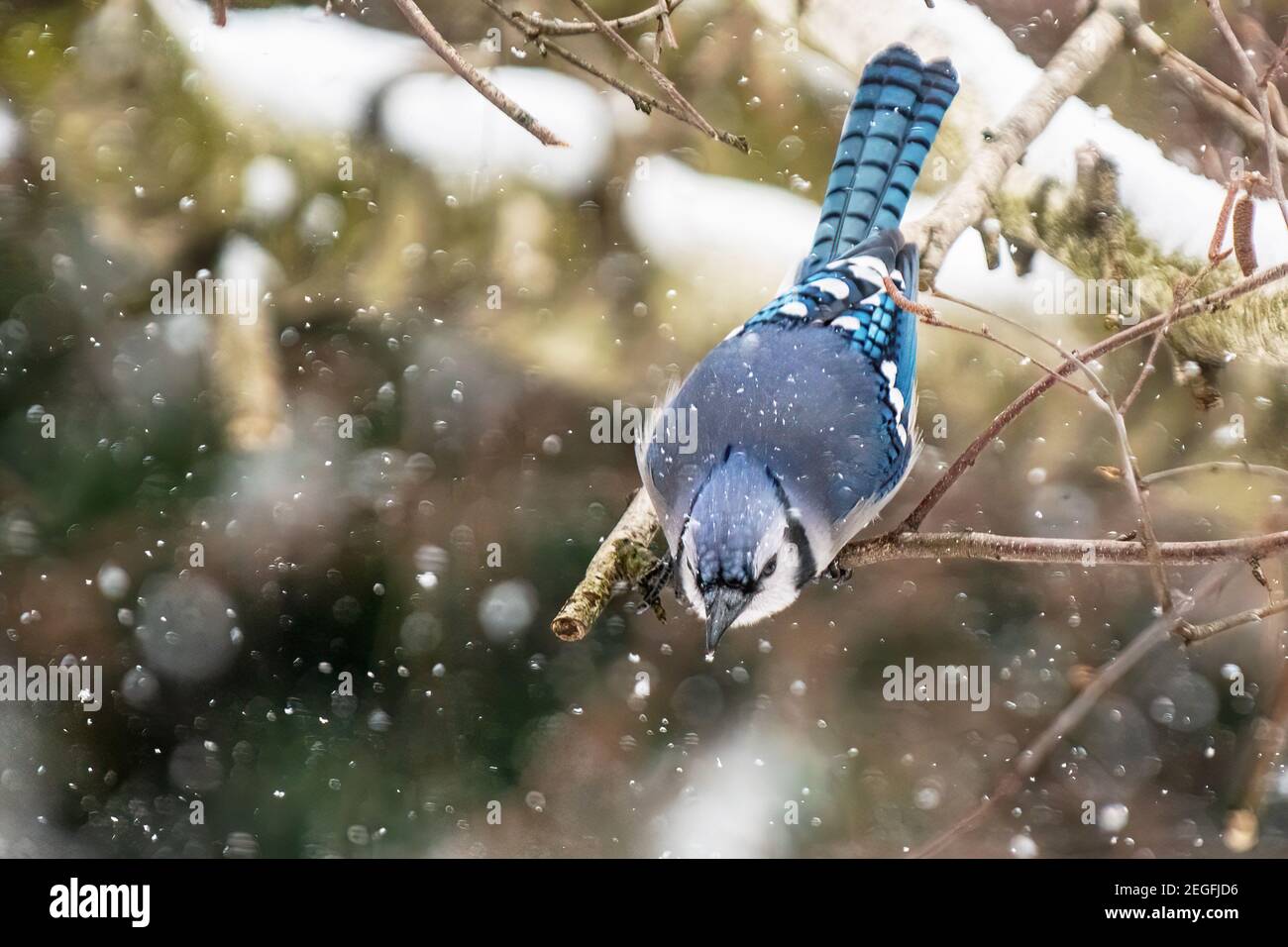 blauhäher im Winterlebensraum Stockfoto