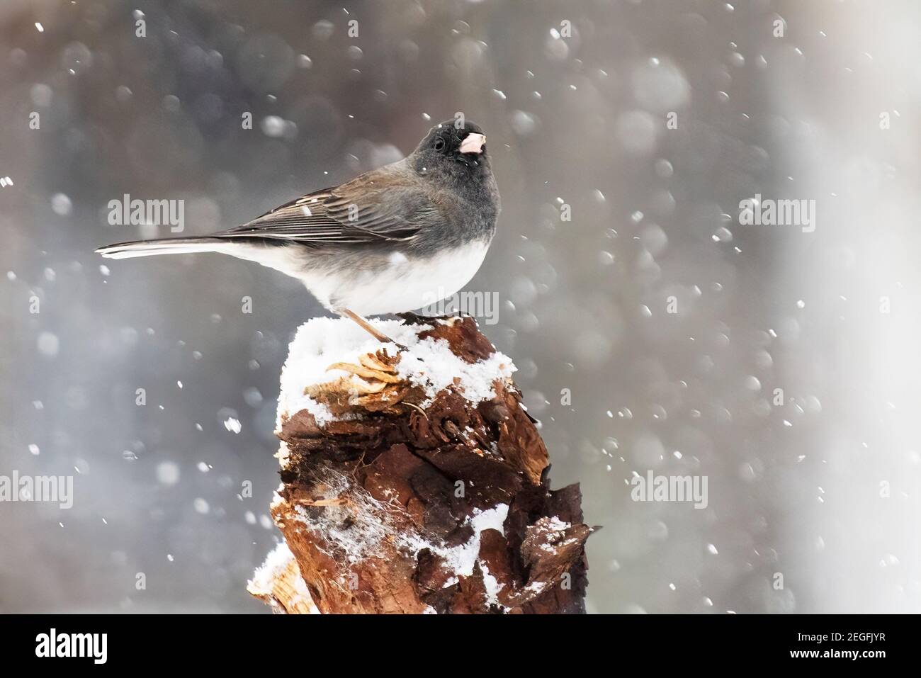 Dunkeläugiger junco während des Winterschneesturms Stockfoto
