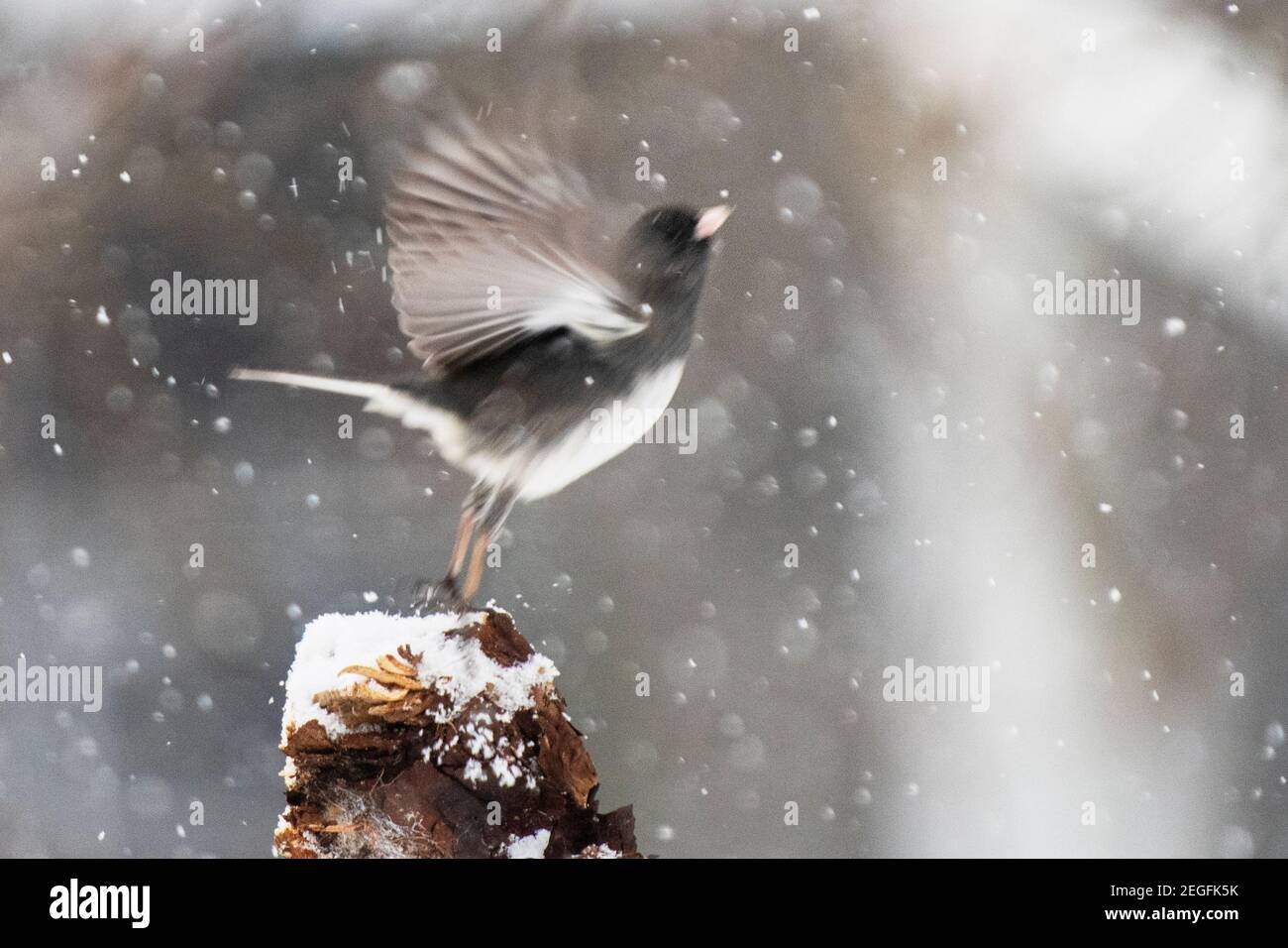 Dunkeläugiger junco während der Flugbewegung Winterschneesturm Stockfoto