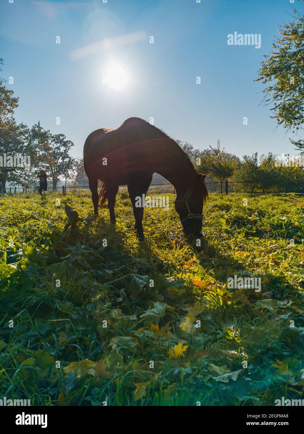 Großes braunes Pferd mit Schatten und strahlender Sonne dahinter Stockfoto