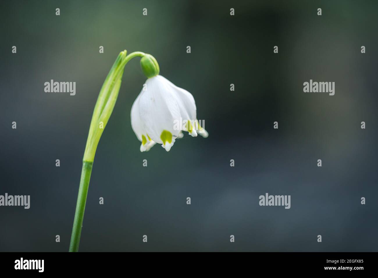 Leucojum vernum oder Frühjahr Schneeflocke - blühende weiße Blüten im Frühjahr im Wald, Nahaufnahme Makro-Bild. Stockfoto