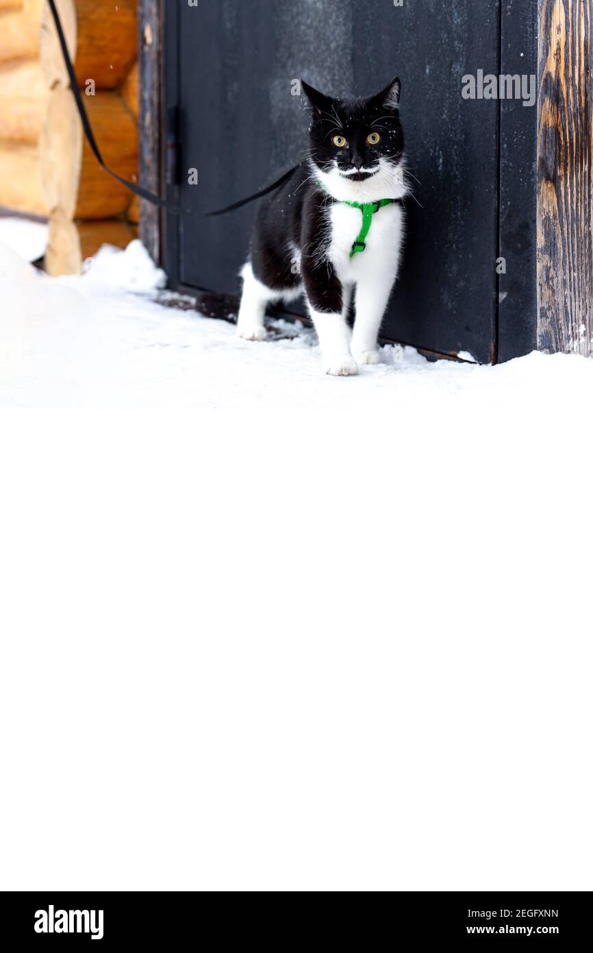 Winterspaziergang mit einer Katze an der Leine. Betreuung von Haustieren, Katzen Tag. Vertikal, Kopierbereich. Stockfoto