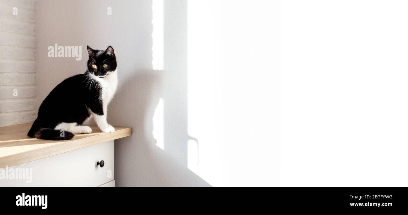 Eine niedliche schwarz-weiße Katze sitzt an einem sonnigen Tag auf einer Kommode in einem liten Interieur. Stockfoto