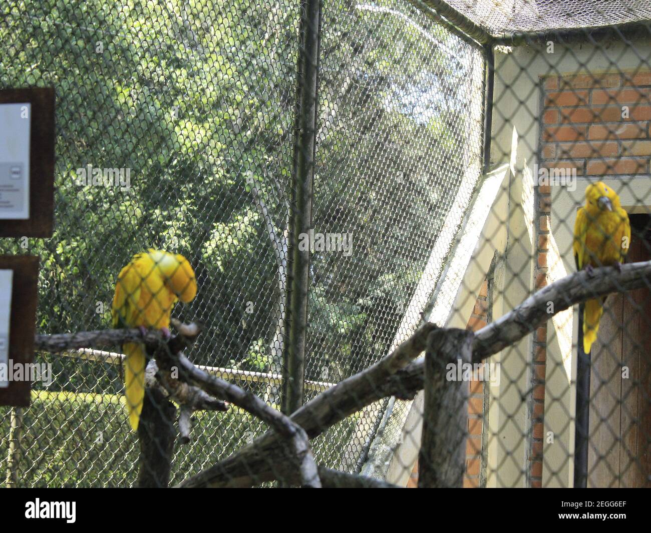 Curitiba, Parana, Brasilien. Februar 2021, 18th. CURITIBA (PR), 18/02/2021 - REABERTURA DO JARDIM ZOOLOGICO - apos quase um ano foi reaberto o Jardim Zoologico de Curitiba sendo a restrita capacidade de 1.500 pessoas dentro da unidade de conservacao, levar agua pois os bedouestao desativados por causa do coronaros Virus. Horario de funcionamento das 10h AS 16h de terca a domingo e as segundas-feiras o local e fechado para manutencao. Quelle: Edson De Souza/TheNEWS2/ZUMA Wire/Alamy Live News Stockfoto