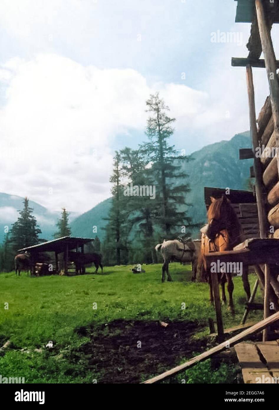 Pferde auf der Wiese in der Nähe von Ställen und Ställen. Stockfoto