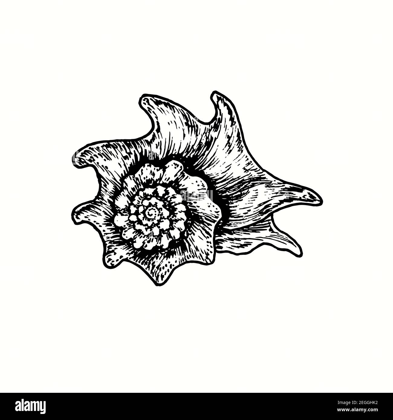 Handgezeichnete Muschel. Tinte schwarz-weiß Zeichnung. Abbildung Stockfoto