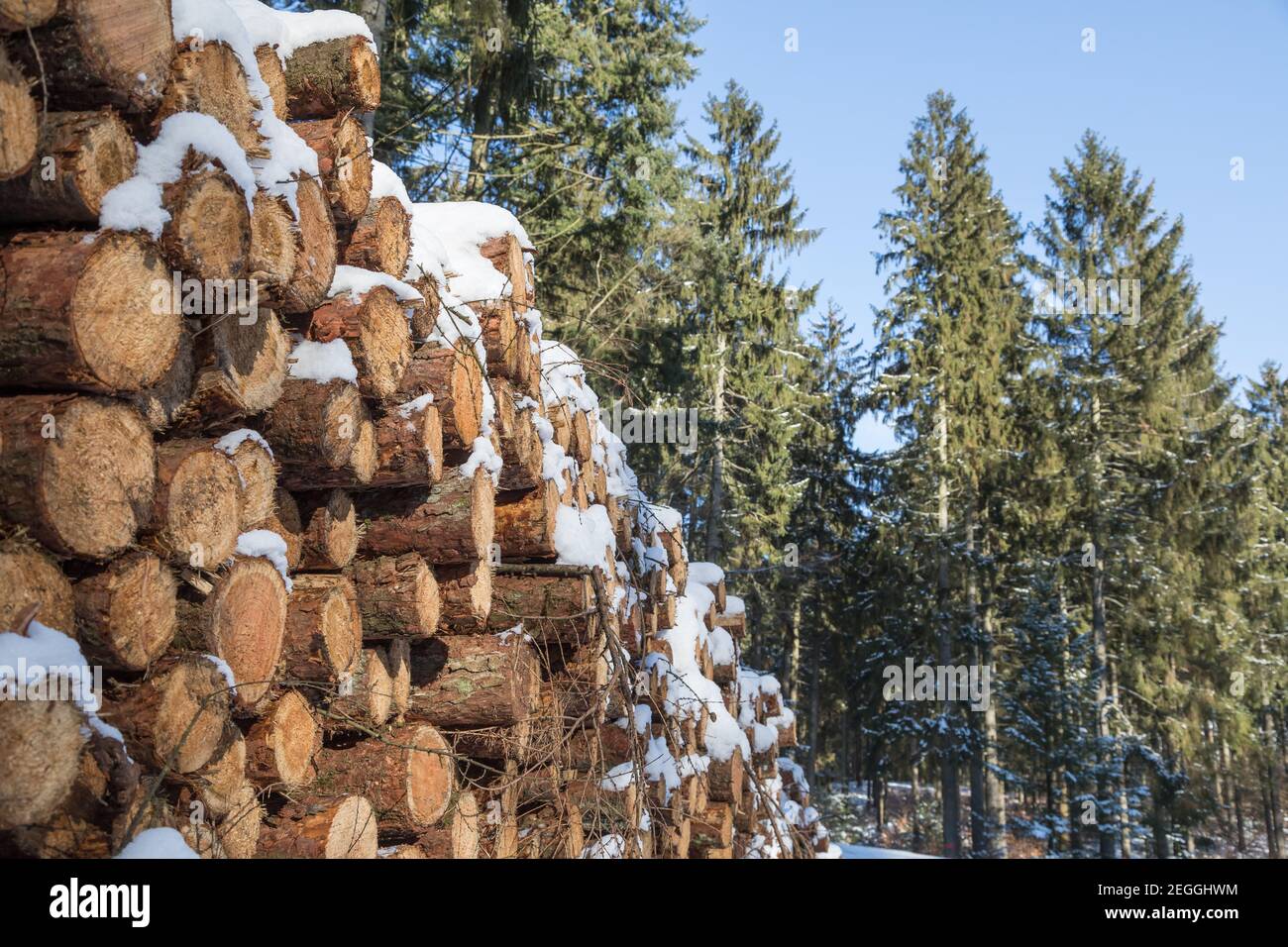 Verschneite Holzstapel im Nadelwald Stockfoto