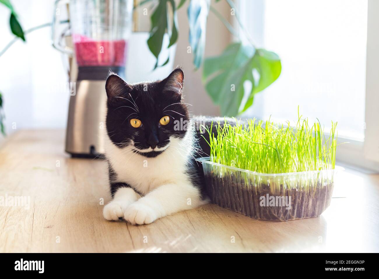 Eine schwarz-weiße Katze mit gelben Augen liegt auf einem Küchenfenster. Gras für Katzen. Stockfoto
